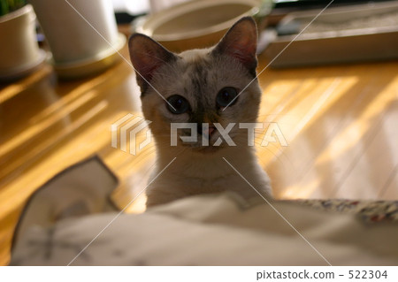 a cat, cat, pussycat 522304