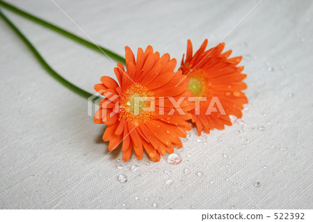 Water droplets and gerbera Water droplets and gerbera 522392
