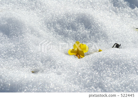 三色堇在雪地裡 三色堇在雪地裡 522445