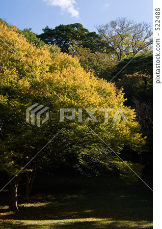 Nanja Monja樹 522488