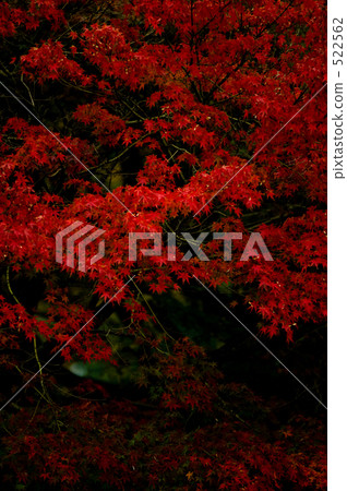 神奈川公園 雞冠紅 深紅色 522562