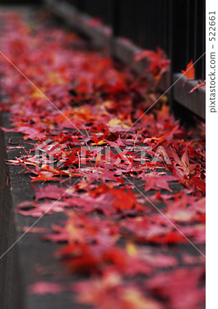 Burning Maple 522661