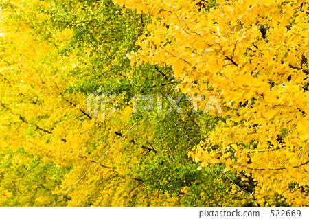 Yellow leaves Yellow leaves 522669