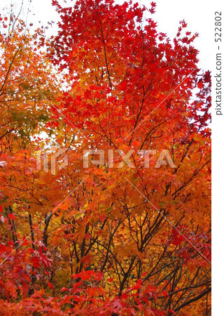 明亮的紅楓 522802