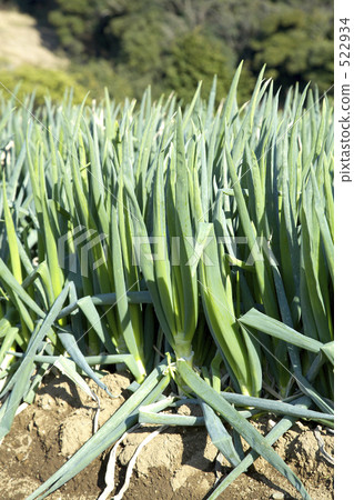 stock photo: welsh onions, long onion, green onion field