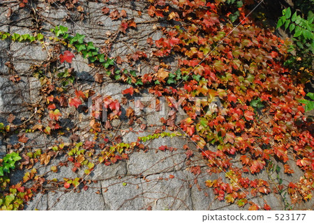 秋天的牆 秋天的牆 523177