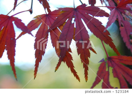 autumn 523184