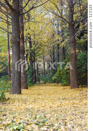 銀杏 銀杏 523185