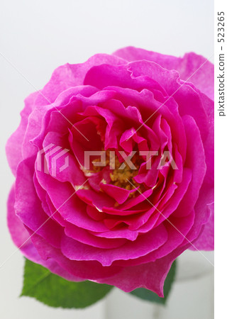 特寫 白色背景 白底 523265