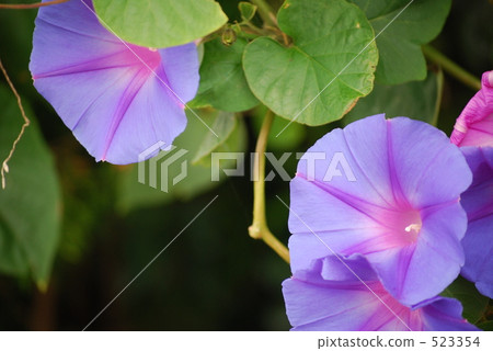 牽牛花 乾淨 漂亮 523354