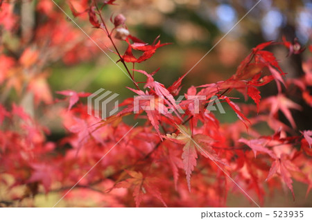 tochigi, nasukogen, dense wood 523935
