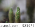 仙人掌 虛化背景 背景模糊 523974