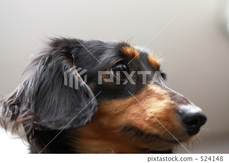 Miniature Dax Miniature Dax 524148