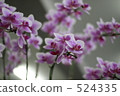 蘭花 虛化背景 背景模糊 524335