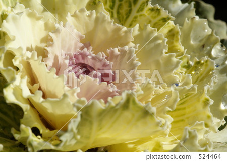 Leaf button Leaf button 524464
