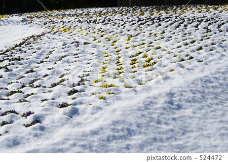白雪皚皚的花壇 白雪皚皚的花壇 524472