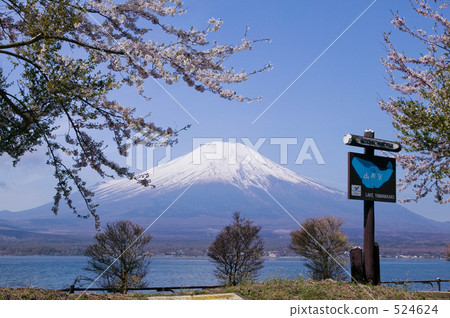 富士山和山中的櫻花 524624