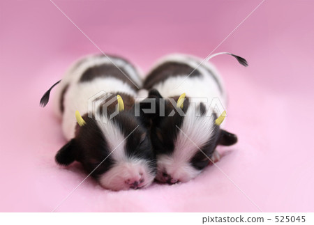 Chibi dog cow Chibi dog cow 525045