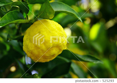 柚子 525293