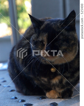 Ocelot, curled, collar 525400