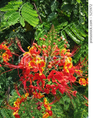 delonix regia, bloom, blossom 525972