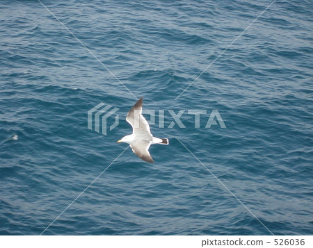 surface of the sea, niigata, maritime 526036