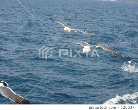 surface of the sea, niigata, maritime 526037