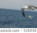 gull, sea gull, niigata 526038