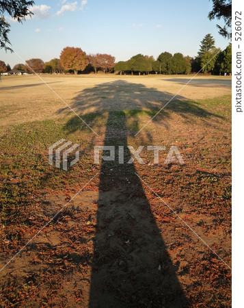 Tree shadow Tree shadow 526072