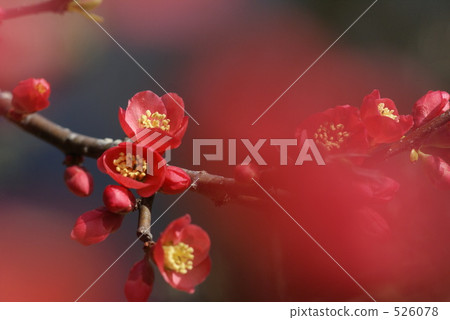 Bokeh (crumpled) 526078