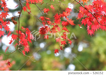 autumn leaves, autumnal tints, maple 526152