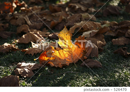 像火焰一樣 526470