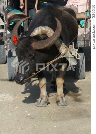 Taketomi's cattle 526519