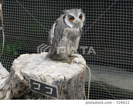 kobe kachohen, owl 526612