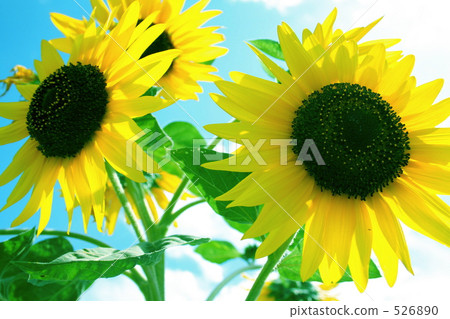 yellow yellow 526890