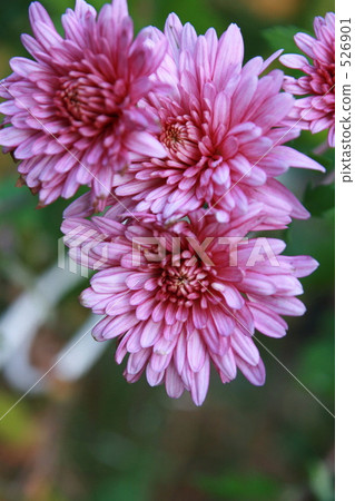 菊花 菊花 526901