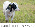 Ranch cattle 527024
