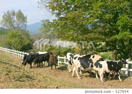 Cow of Osaka prefectural ranch Cow of Osaka prefectural ranch 527054