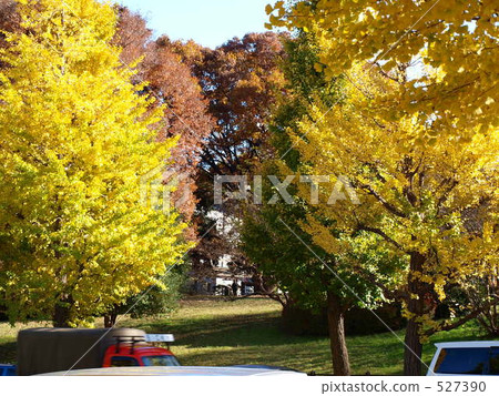 Autumn leaves 527390