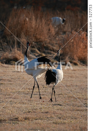 丹頂鶴 丹頂鶴 527753