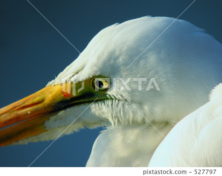 Daisy's portrait 527797