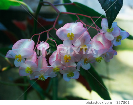 Kidachi Begonia 527801