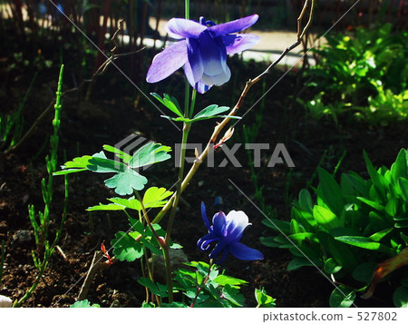 Achilleegia  -  Odamaki  -  Miyamaodamaki 527802