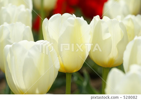 Tulip Tulip 528082