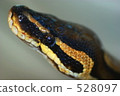 python, serpent, snake 528097