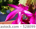 christmas cactus, cacti, cactu 528099