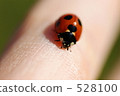 insect, insects, bug 528100