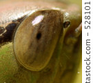 compound eyes, grasshopper, locust 528101