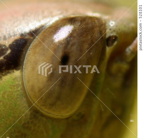 compound eyes, grasshopper, locust 528101