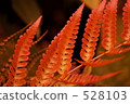 fern, botanic, botanical 528103